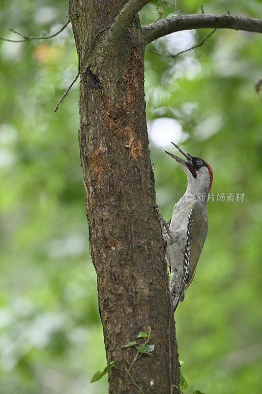 啄木鸟(Picus viridis)